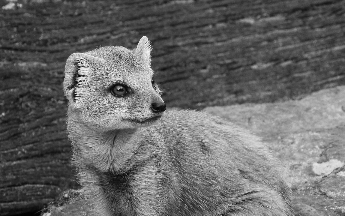 mongoose fox, african beast, mongoose, cynictis penicillata, desert species, desert animal, prague zoo, cute, little beast
