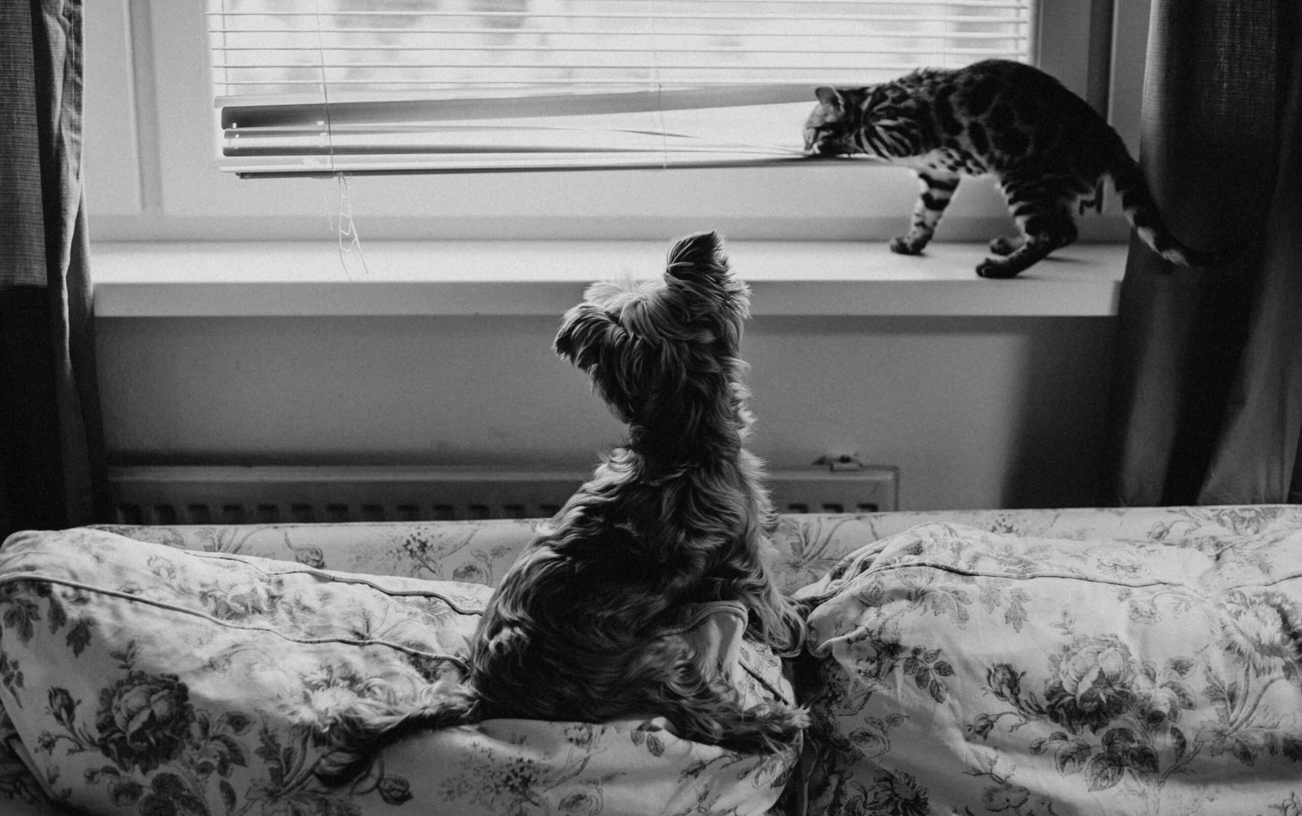 A Yorkshire terrier and a Bengal cat interact on a sofa next to a window indoors.