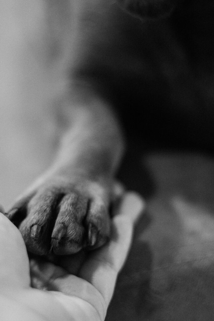 PRESENTATION Pexels Photo 20195978 20195978 683x1024 1