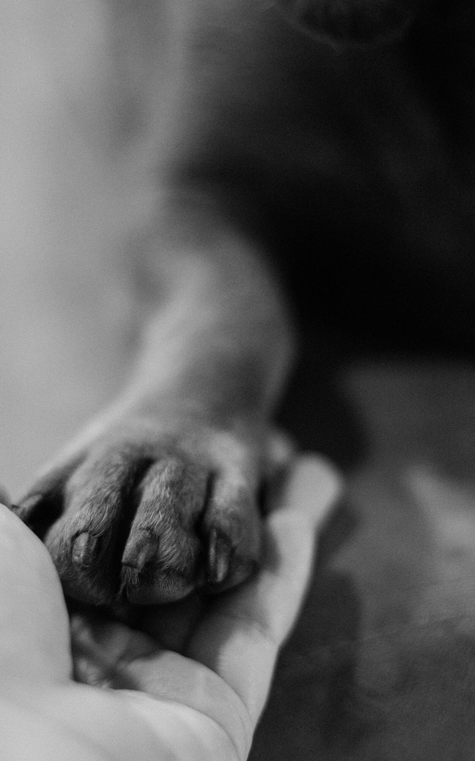 Pexels Photo 20195978 20195978 Edited 1 Scaled 1 1 1 1 1